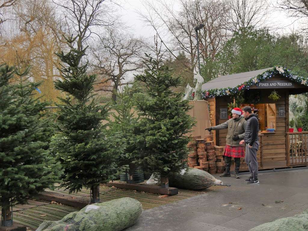 Pines and Needles | KENWOOD HOUSE, Hampstead Lane, Highgate, London NW3 7JR, UK | Phone: 020 3598 4877