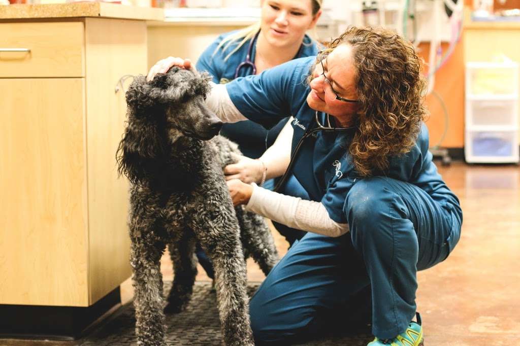 Royal Vista Veterinary Specialists | 4630 Royal Vista Cir #11, Windsor, CO 80528, USA | Phone: (970) 825-5975