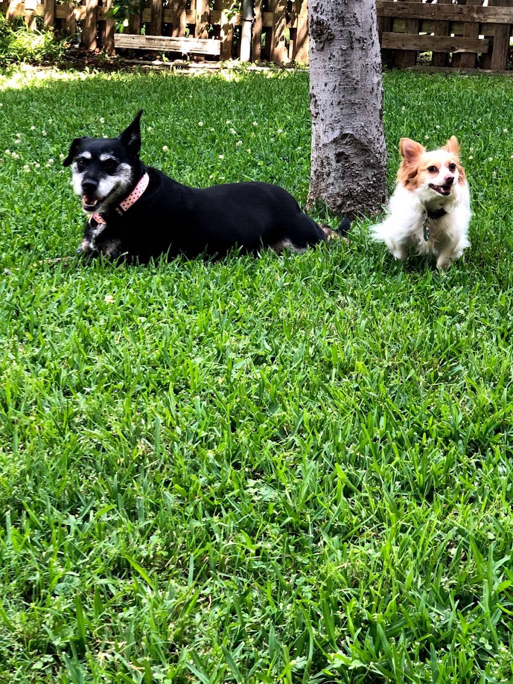 Medallion Animal Clinic | 6464 E NW Hwy #902, Dallas, TX 75214, USA | Phone: (214) 369-4997