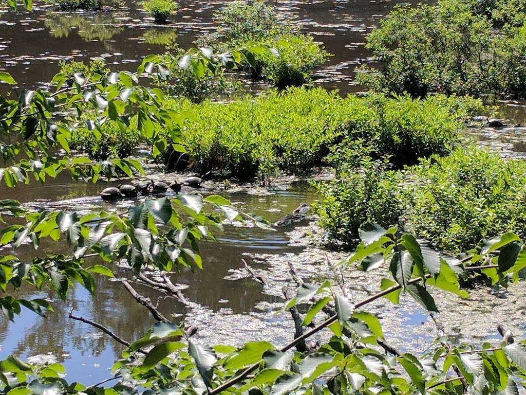 Jug Bay Wetlands Sanctuary | 9740, 1361 Wrighton Rd, Lothian, MD 20711, USA | Phone: (410) 741-9330