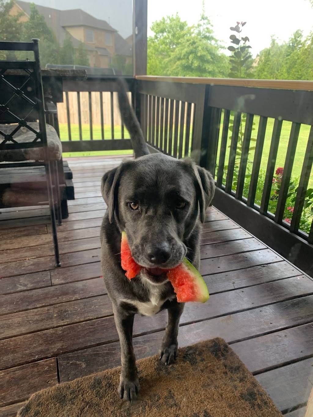 DogWatch of Nashville | 119 Alderwood Ln, Hendersonville, TN 37075, USA | Phone: (615) 599-8364