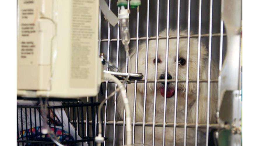 Longwood Veterinary Center | 230 Kennett Pike, Kennett Square, PA 19348, USA | Phone: (610) 388-3388