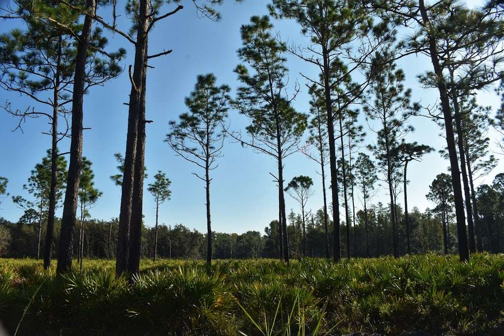 Upper Hillsborough Preserve ~ Alston Tract | 42144 Deems Rd, Zephyrhills, FL 33540, USA