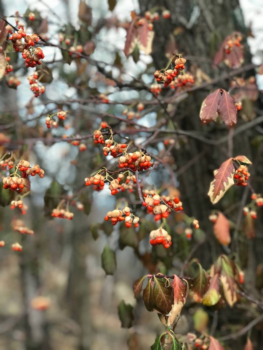 Stanley Rowe Arboretum | 4600 Muchmore Rd, Cincinnati, OH 45243, USA | Phone: (513) 561-5151