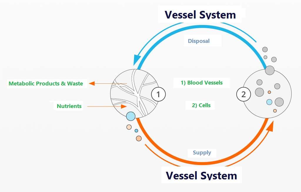 Microcirculation Therapy (With Bemer Technology) | 6806 Farrow, San Antonio, TX 78240, USA | Phone: (210) 288-4266