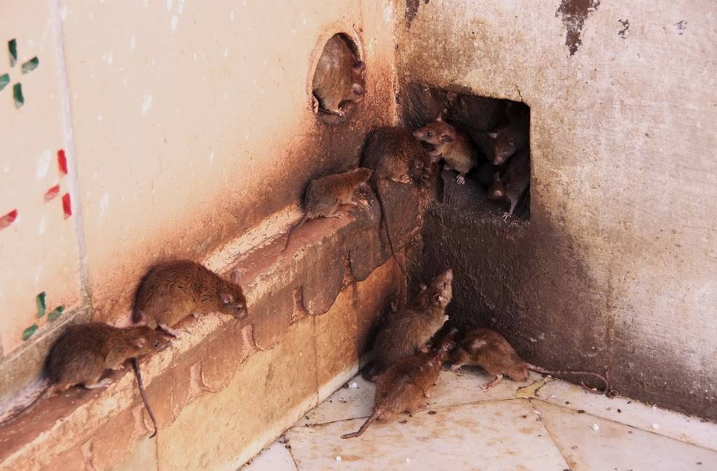 Lawrence Pest Control | Termite Extermination, Mice & Pest Contr | 4725 Lamar Ave, Mission, KS 66202 | Phone: (913) 677-3003