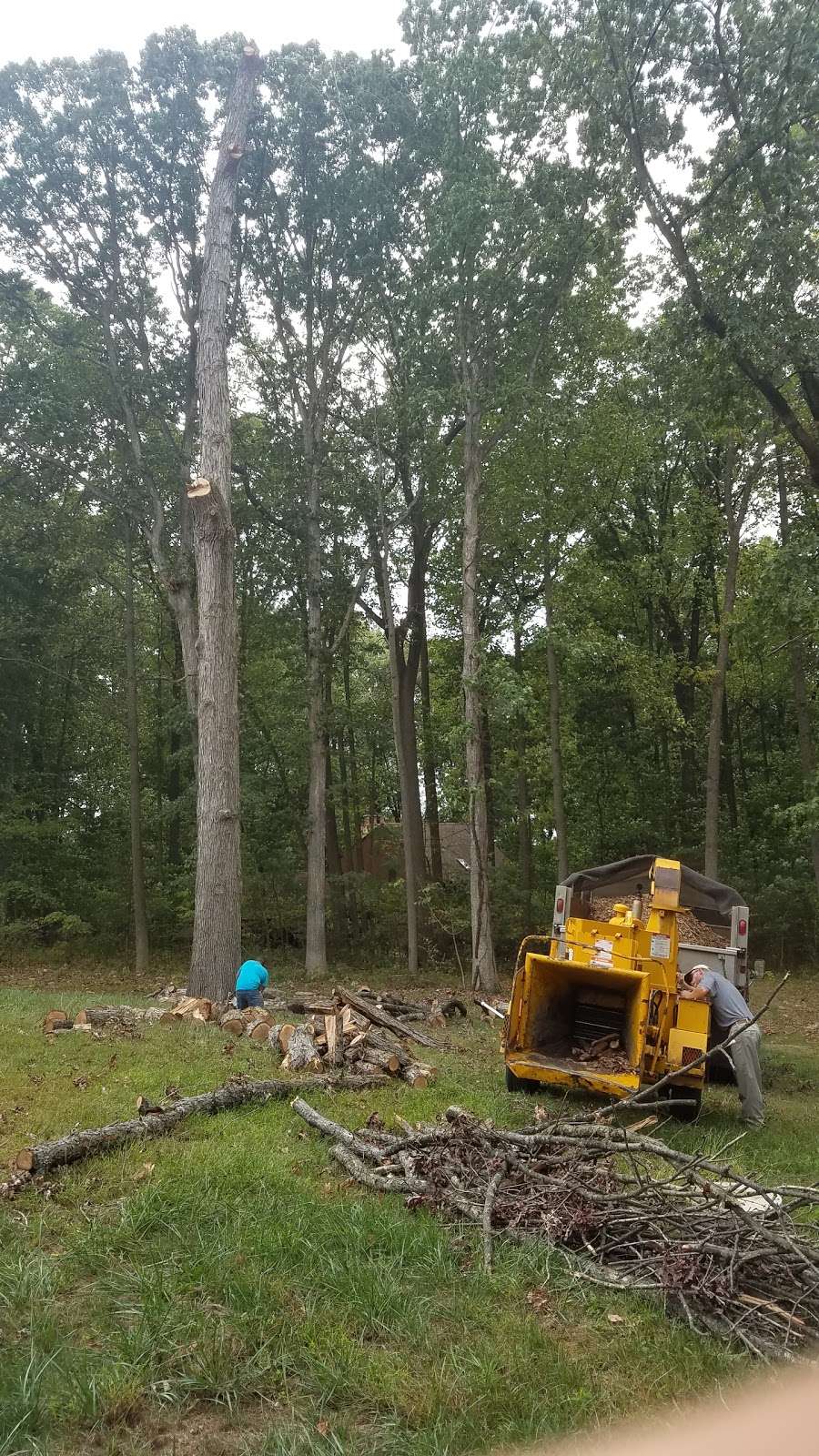 Mighty Log Tree Service, LLC | 102 Hardy Ln, Coatesville, PA 19320, USA | Phone: (484) 482-7208