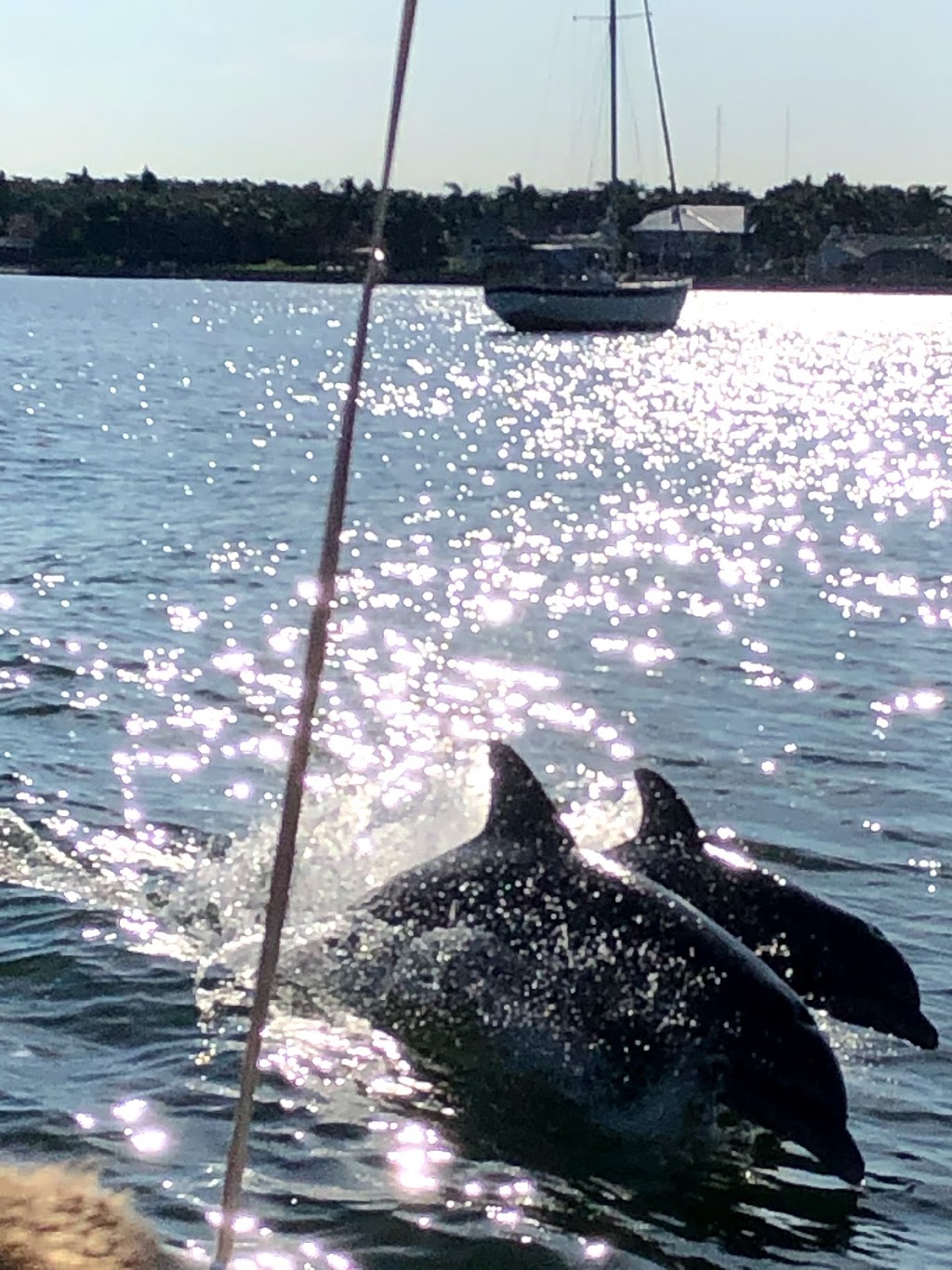 Dolphin Snorkeling Cruise | 4630 29th Ave S, Gulfport, FL 33711, USA | Phone: (727) 345-4500