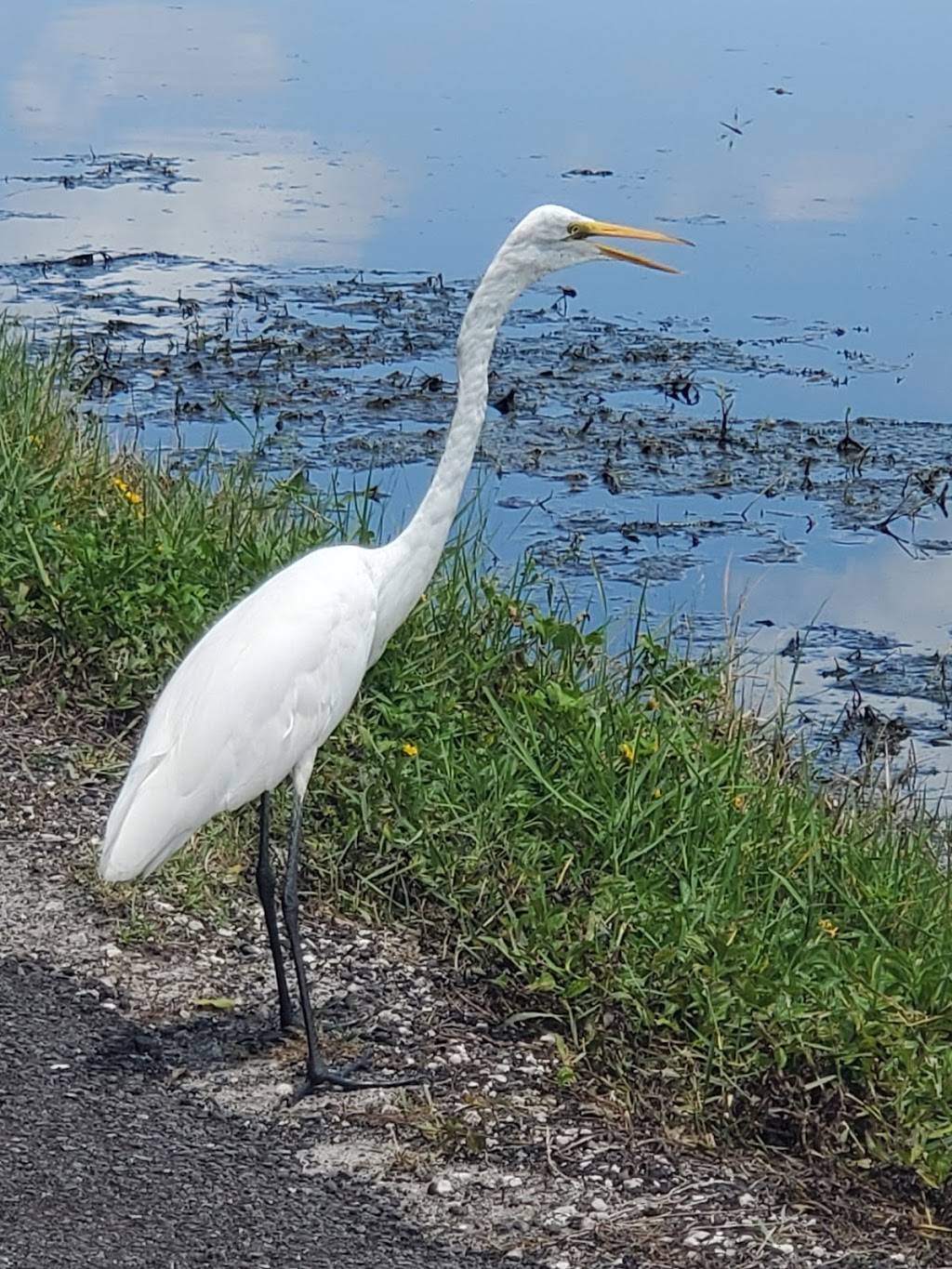 Largo Central Park Nature Preserve | 150 Highland Ave N, Largo, FL 33770, USA | Phone: (727) 586-7415