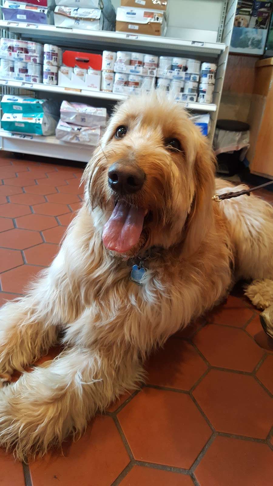 VCA Whitman Animal Hospital | 795 Bedford St, Whitman, MA 02382, USA | Phone: (781) 447-0011