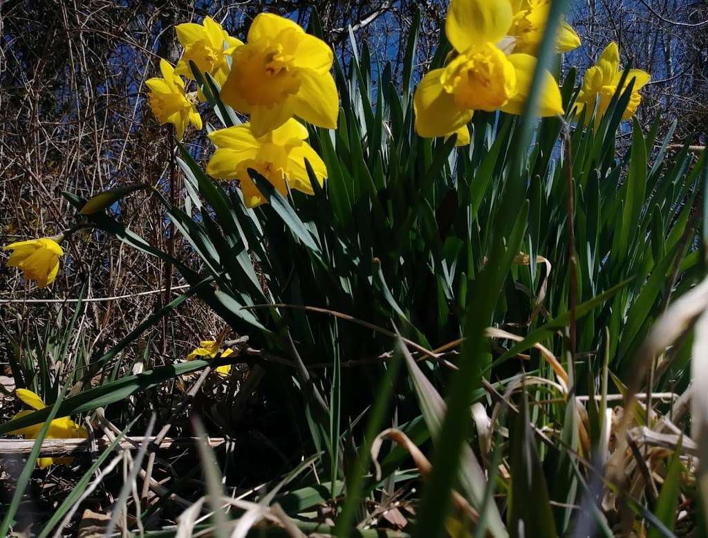 Meadowlark connector trail | Washington and Old Dominion Trail, Vienna, VA 22182