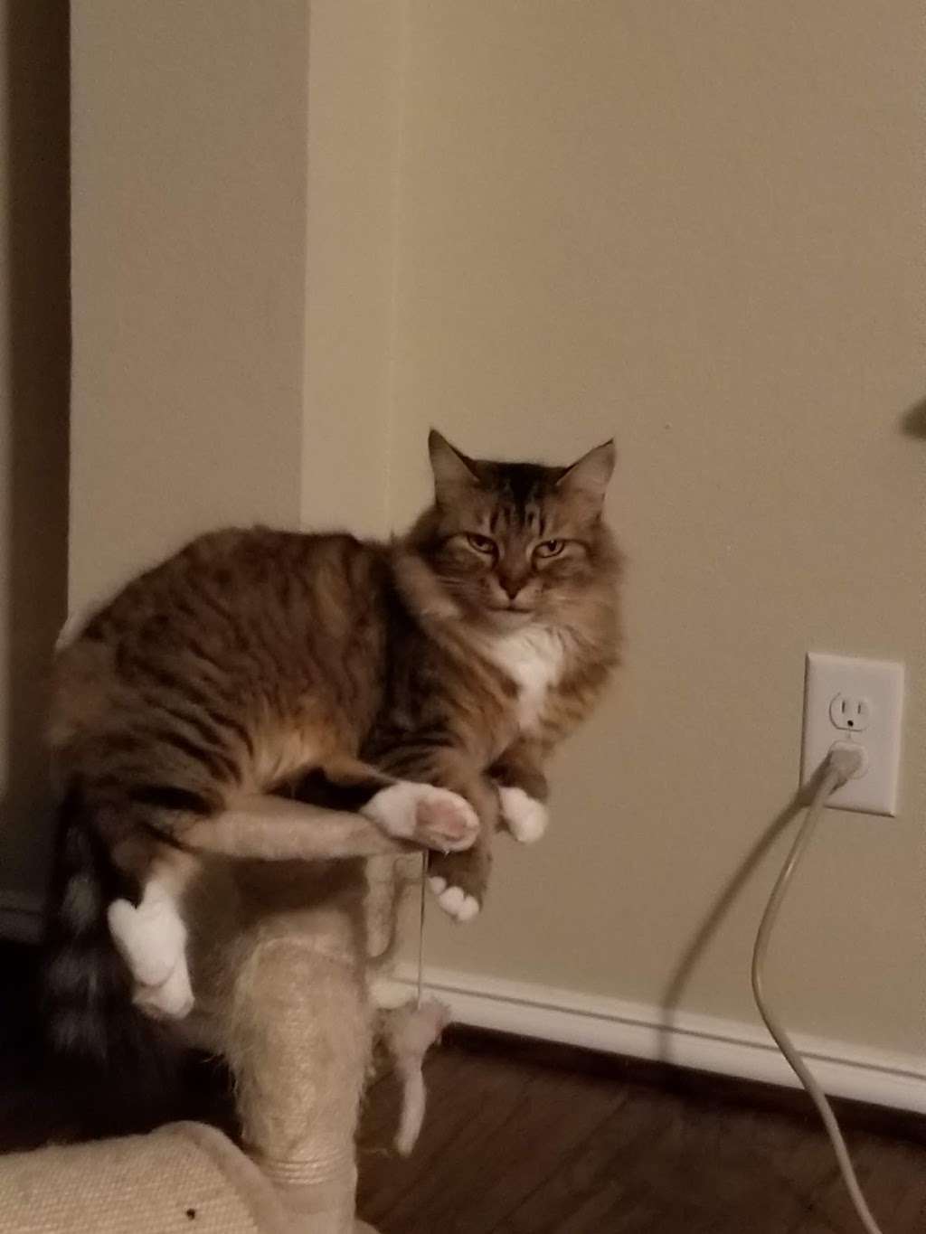 pet care express 43rd