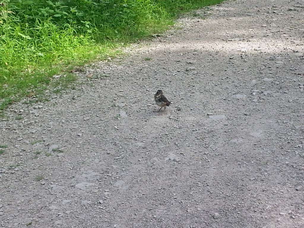 Camp Alphonse | 1393 W Dundee Rd, Palatine, IL 60067, USA | Phone: (800) 870-3666