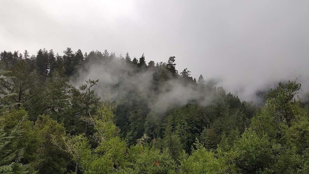 Garden of Eden - Henry Cowell Redwood State Park | CA-9, Felton, CA 95018, USA | Phone: (831) 335-4598