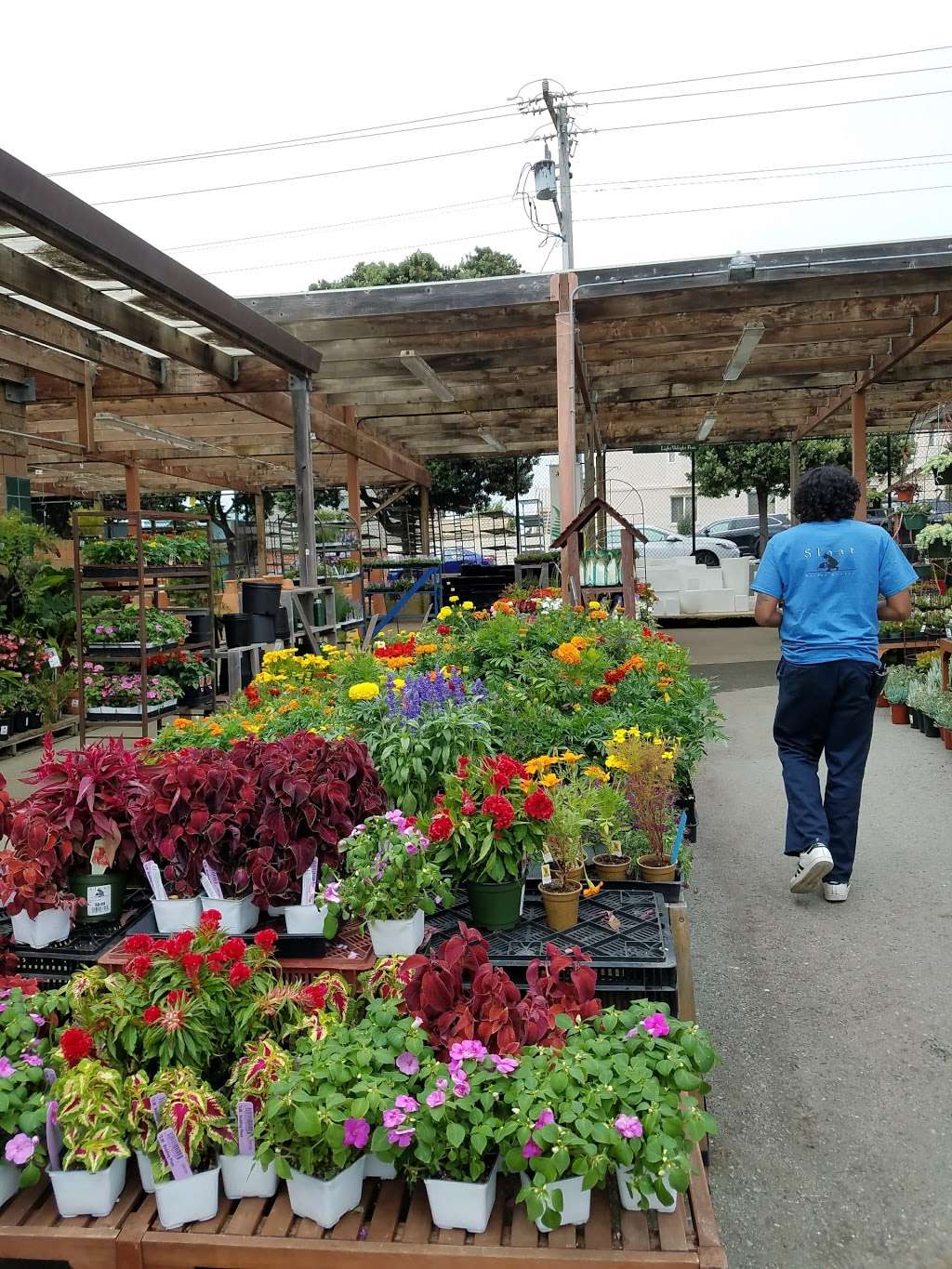 Sloat Garden Center | 2700 Sloat Blvd, San Francisco, CA 94116, USA | Phone: (415) 566-4415