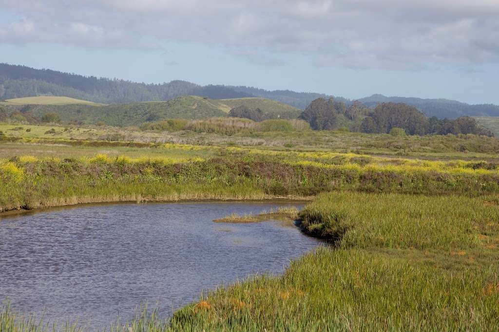 Pescadero Marsh Natural Preserve | New Years Creek Rd, Pescadero, CA 94060, USA | Phone: (650) 593-3281