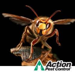 Action Pest Control | 8010 National Turnpike #400, Louisville, KY 40214, USA | Phone: (502) 585-5668
