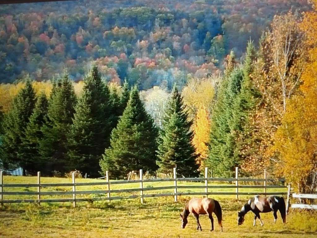 Vintage Mare Stables | Bolton Rd, Harvard, MA 01451, USA | Phone: (978) 302-5803