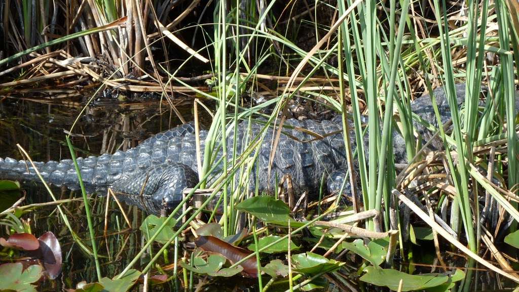 Francis S. Taylor Wildlife Management Area | Florida, USA | Phone: (727) 896-8626