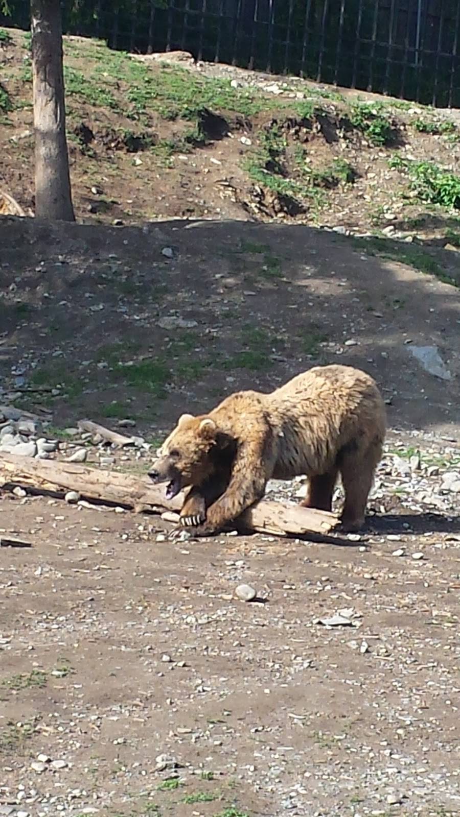 Black Bear Exhibit | Anchorage, AK 99507, USA | Phone: (907) 346-2133