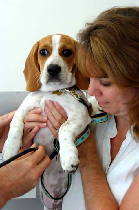 Stafford Veterinary Hospital | 211 N Main St, Manahawkin, NJ 08050, USA | Phone: (609) 296-7571