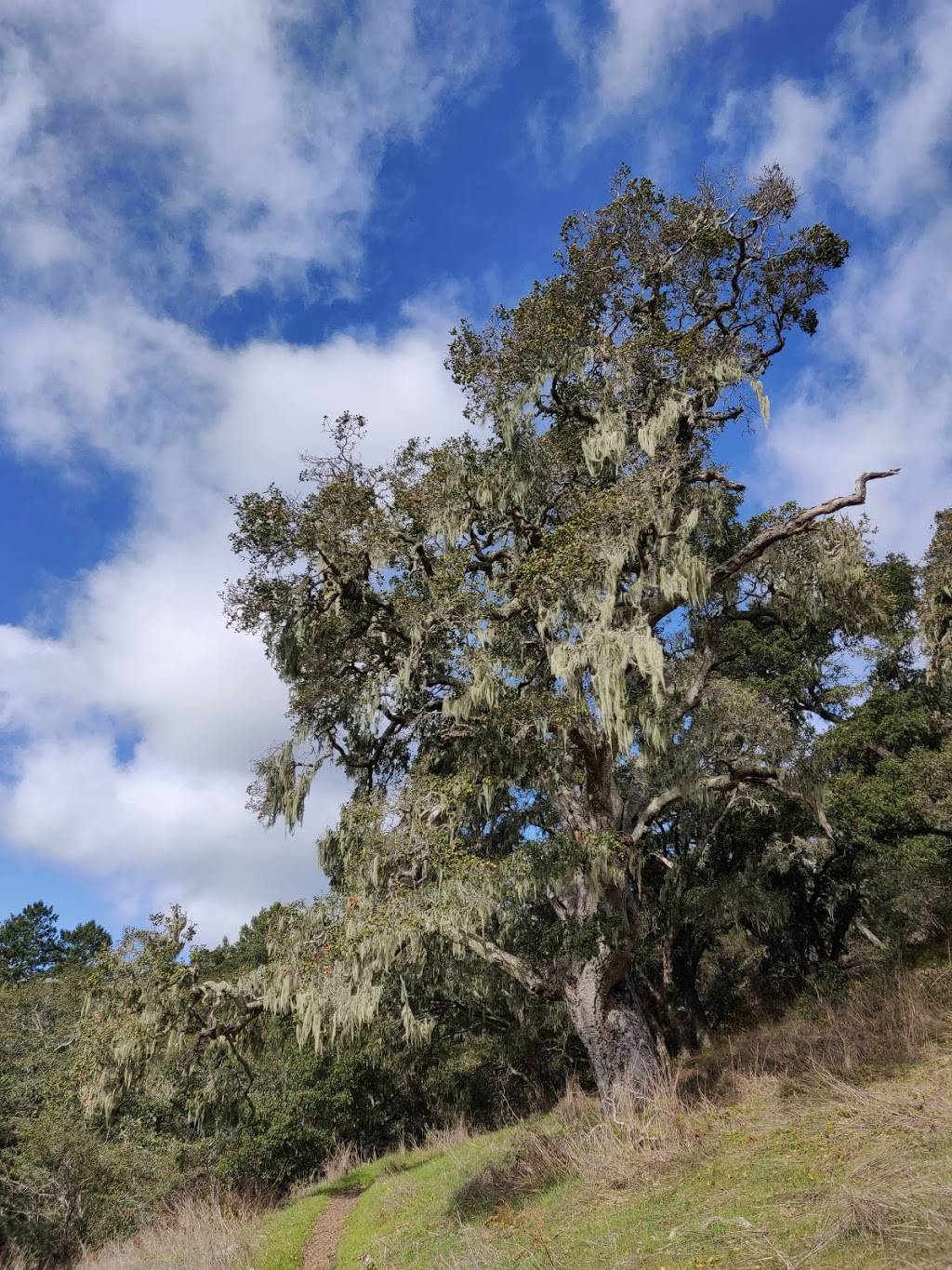 Moore Creek Preserve | Moore Creek Trail, Santa Cruz, CA 95060, USA | Phone: (831) 420-5270