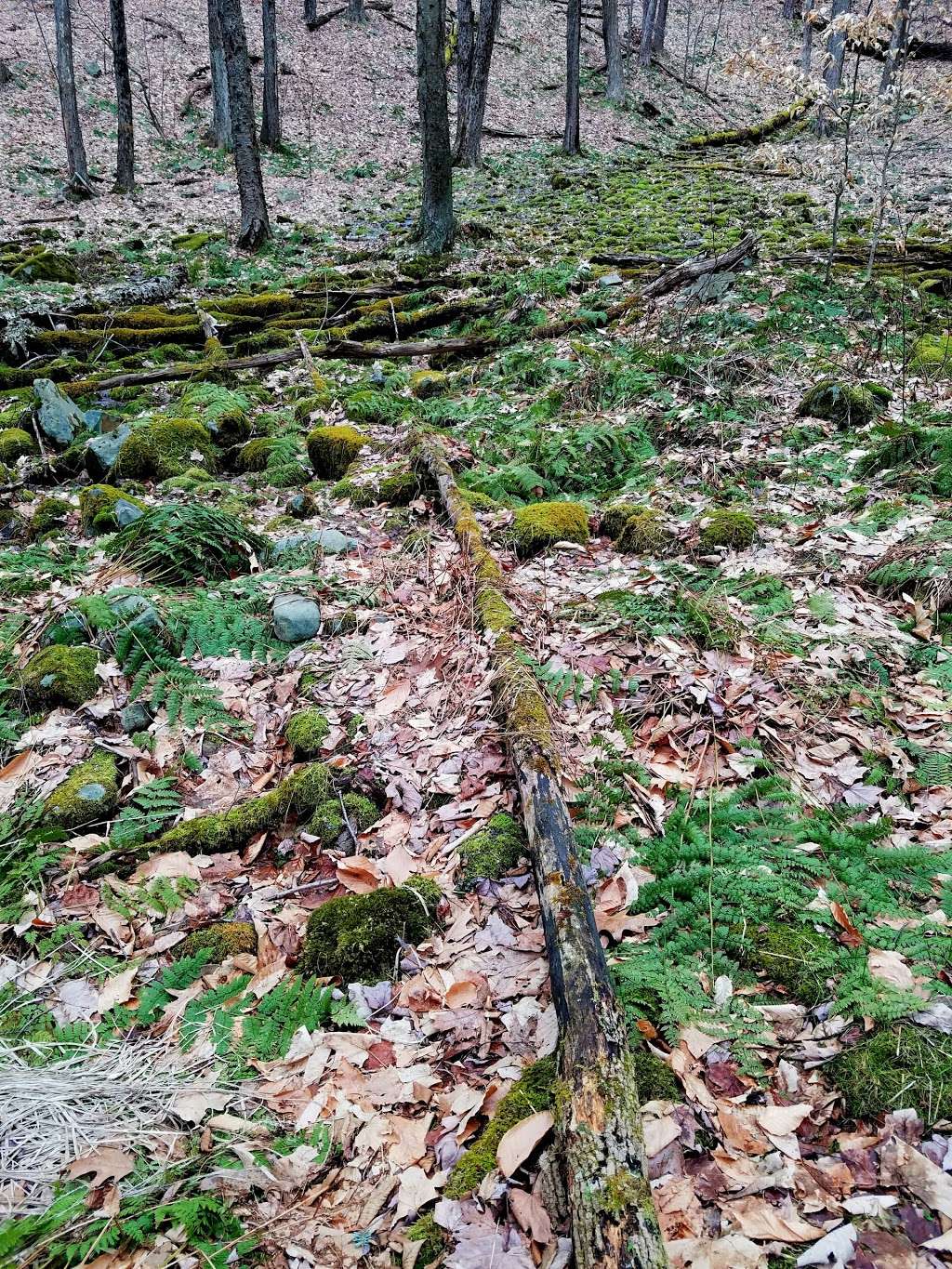 Fieldstone Farm Preserve | Coolbaugh Township, PA 18466, USA