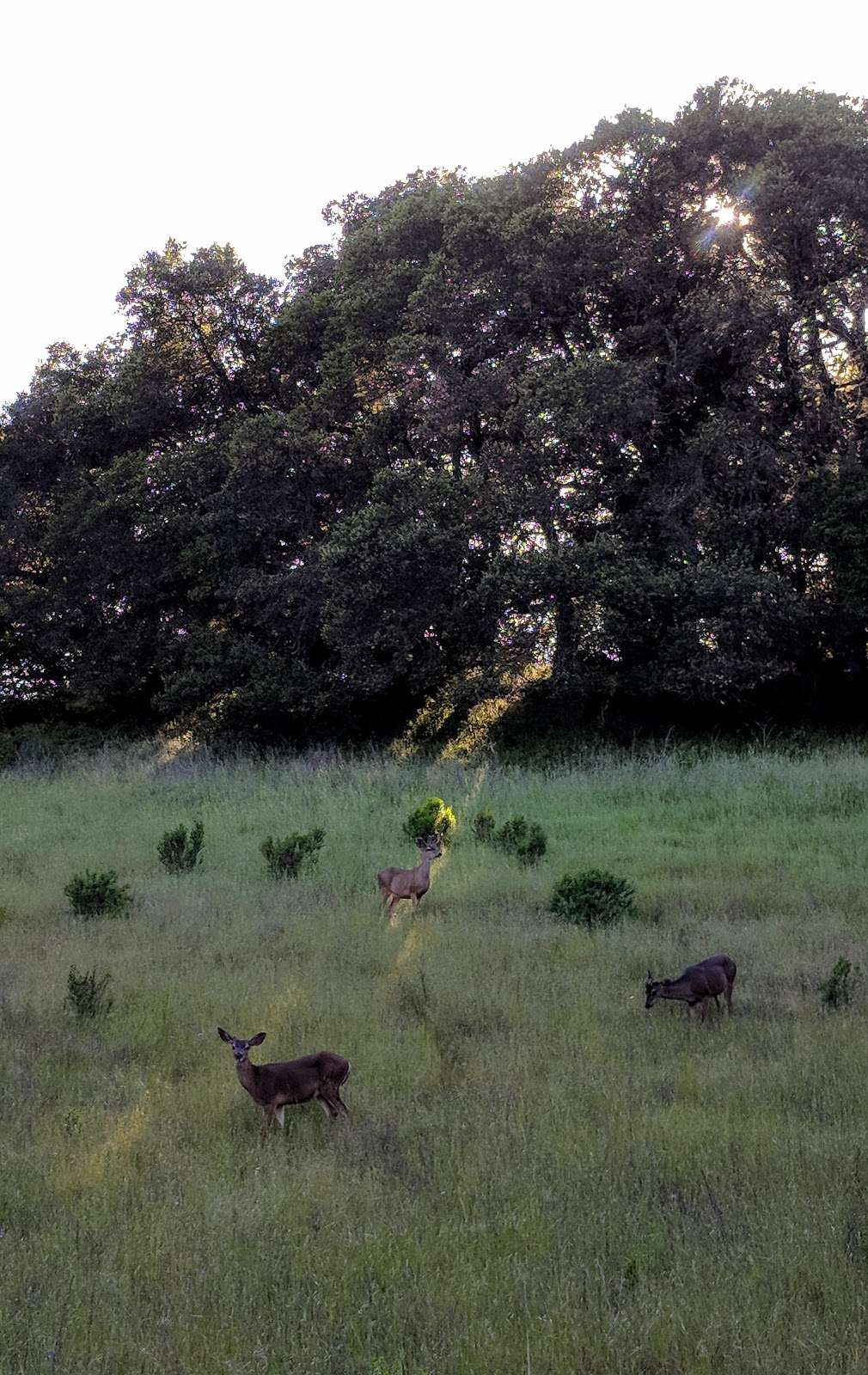 Rhus Ridge Trailhead | Rhus Ridge Trail, Los Altos Hills, CA 94022, USA Rhus Ridge Trailhead | Rhus Ridge Trail, Los Altos Hills, CA 94022, USA