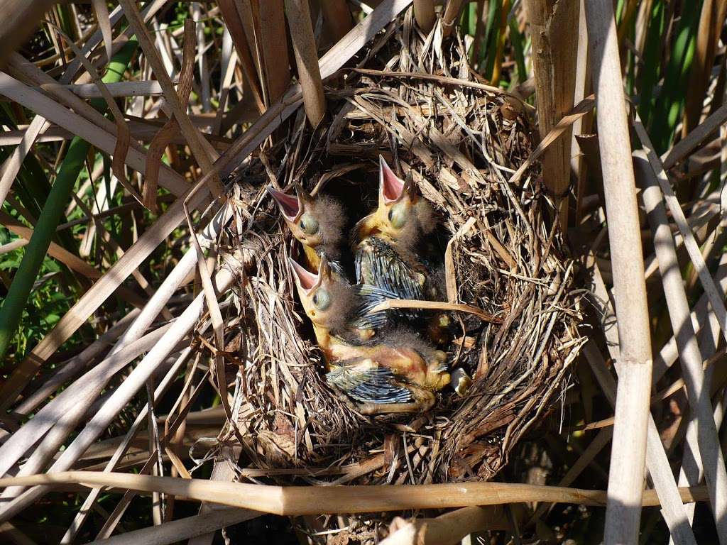 Airboat Rides Melbourne/Palm Bay | Three Forks Conservation Area 4010, W Malabar Rd, West Melbourne, FL 32904, USA | Phone: (321) 288-3997