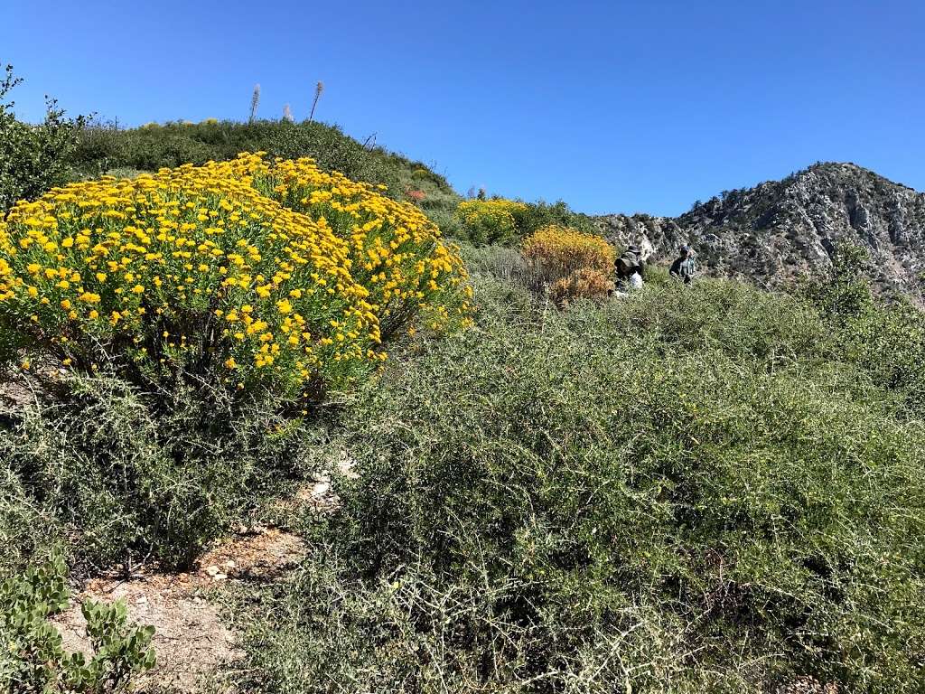 Strawberry peak west ridge trail | Colby Cyn Trail, Palmdale, CA 93550, USA