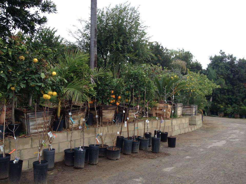 Atkins Nursery Inc | 3129 Reche Rd, Fallbrook, CA 92028, USA | Phone: (760) 728-1610