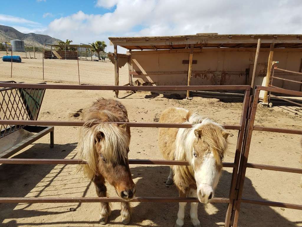 Windswept Ranch Petting Zoo | 11101 Robert Ranch Rd, Willow Springs, CA 93560, USA | Phone: (661) 809-3965