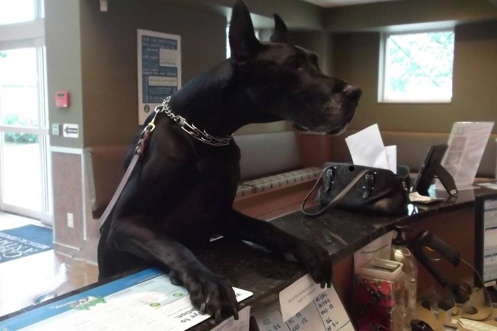 VCA Companion Animal Medical Center | 1455 S Rangeline Rd, Carmel, IN 46032, USA | Phone: (317) 844-0049