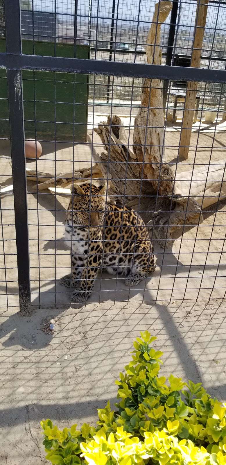 Exotic Feline Breeding Compound | 3718 60th St W, Rosamond, CA 93560, USA | Phone: (661) 256-3332