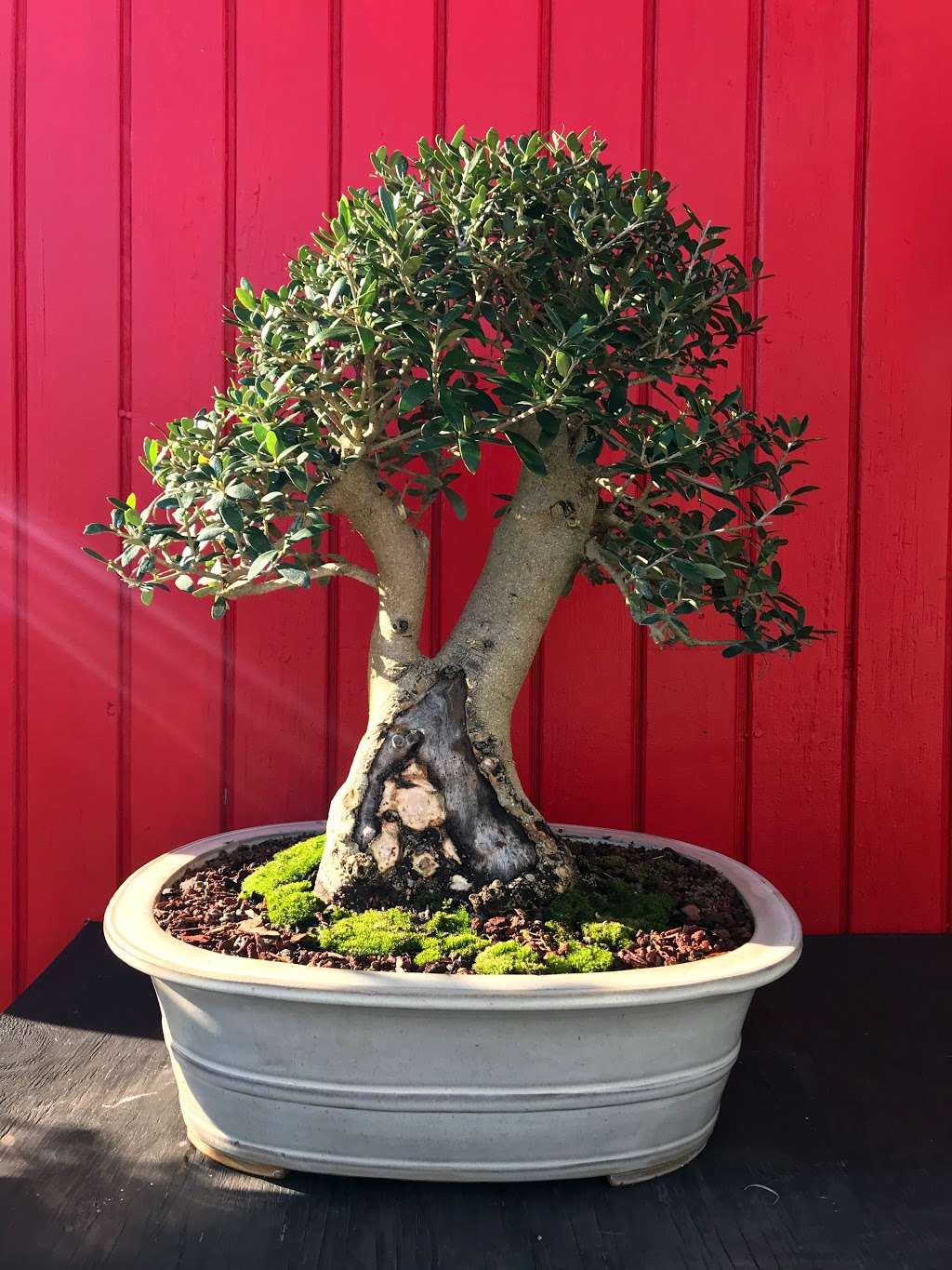 Tyler the Bonsai Guy | 1655 S Flamingo Rd, Davie, FL 33325, USA | Phone: (954) 401-6477 Tyler the Bonsai Guy | 1655 S Flamingo Rd, Davie, FL 33325, USA | Phone: (954) 401-6477
