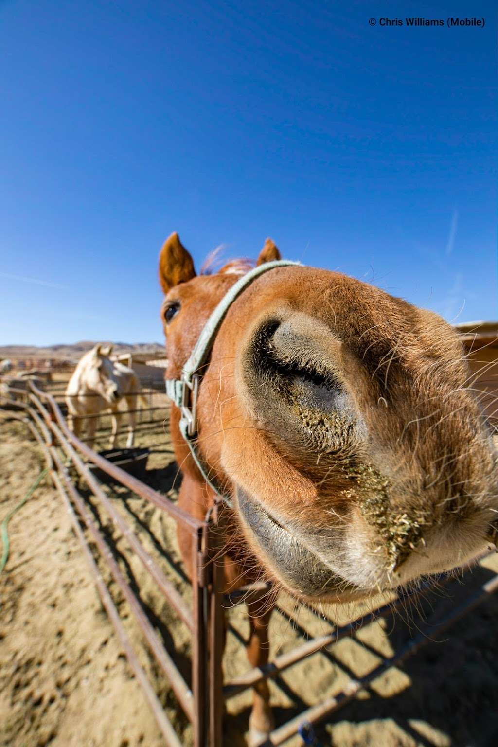 Windswept Ranch Petting Zoo | 11101 Robert Ranch Rd, Willow Springs, CA 93560 | Phone: (661) 809-3965