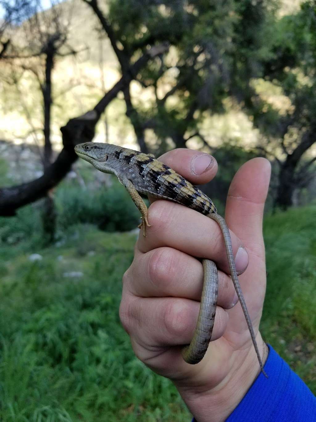 Bichota Canyon Trail | Bichota Canyon Trail, Azusa, CA 91702