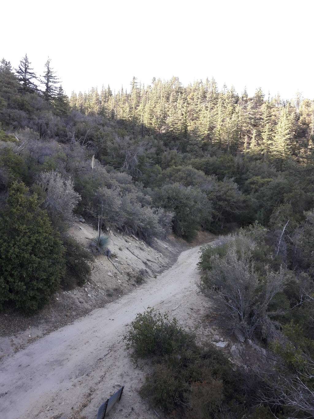 Rosenita Saddle Trailhead | Forest Service Rd 3N17, Pearblossom, CA 93553