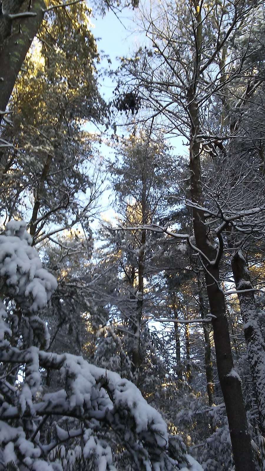 F. Gilbert Hills State Forest | 45 Mill St, Foxborough, MA 02035, USA | Phone: (508) 543-9084