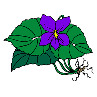 Wild Violet Natural Specialties | 3 Kings Ct, Haddonfield, NJ 08033, USA | Phone: (856) 429-0120
