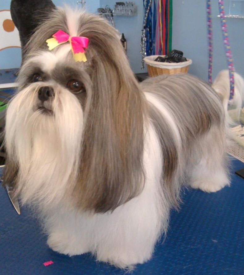 Furry Tails Pet Grooming | 865 Cypress Pkwy, Poinciana, FL 34759, USA | Phone: (407) 343-7700