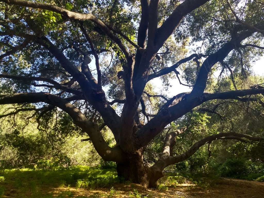 Tecolote Canyon Natural Park and Nature Center | 5180 Tecolote Rd, San Diego, CA 92110, USA | Phone: (858) 581-9944