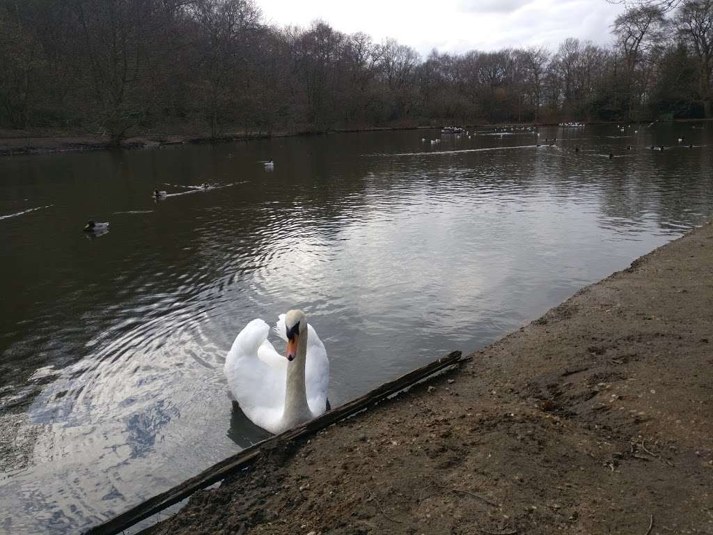 Queensmere Pond, Wimbledon Common | Windmill Rd, Wimbledon, London SW19 5NR, UK | Phone: 020 8788 7655