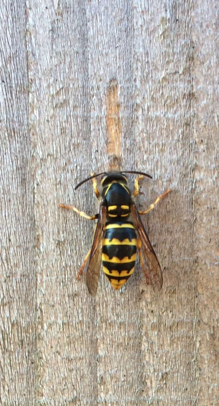 Wasp Control Ongar | 15 King St, Ongar CM5 9NS, UK | Phone: 07793 936614