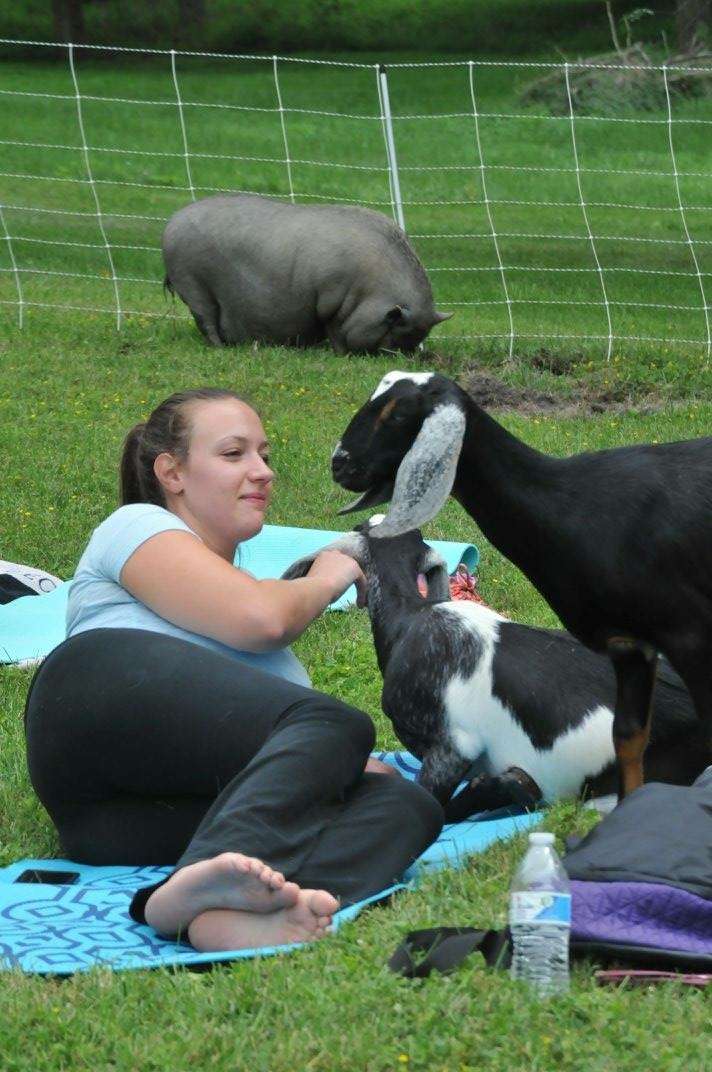 Gettysburg Goat Yoga | 365 Blacksmith Shop Rd, Gettysburg, PA 17325, USA | Phone: (717) 403-1314