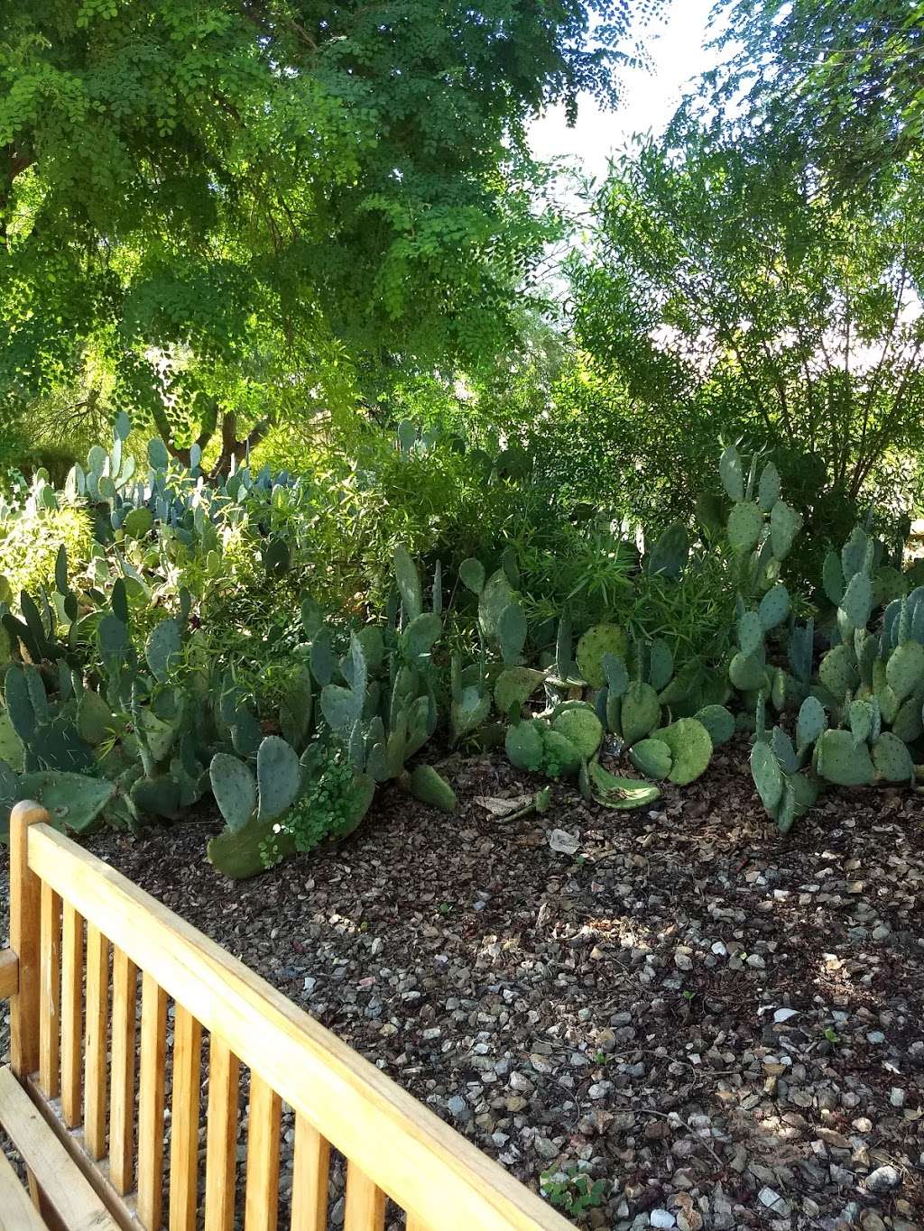 Elsie McCarthy Sensory Garden | 7527-, 7599 N 55th Ave, Glendale, AZ 85301, USA