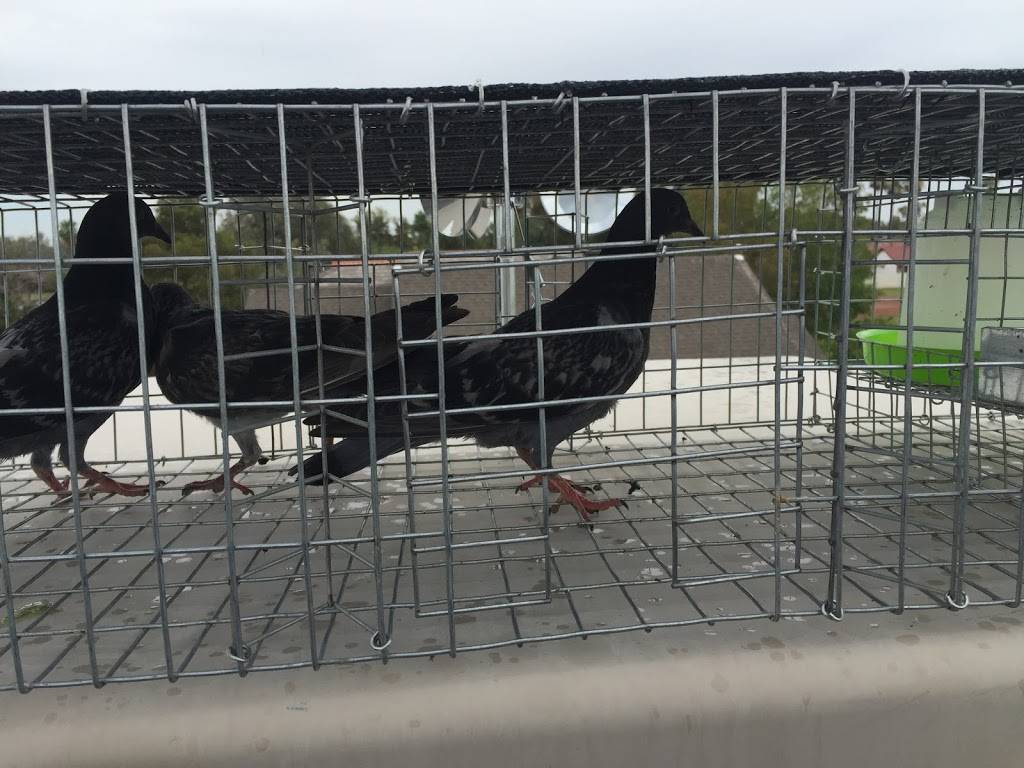 Pigeon Control Phoenix | 24820 N 16th Ave #135, Phoenix, AZ 85085, USA | Phone: (602) 978-1415