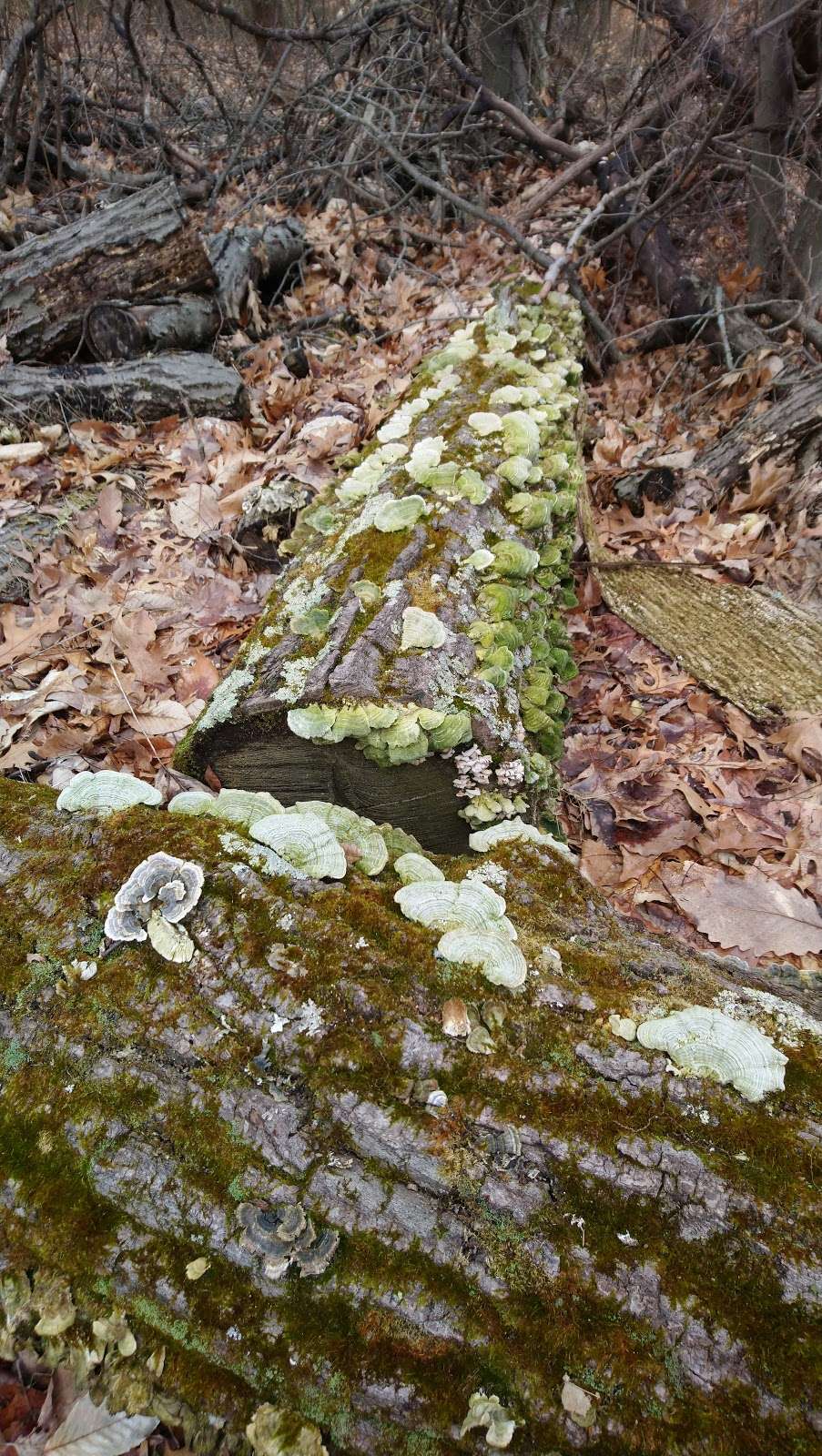 Low Gap Trailhead Morgan Monroe State Forest | 6251 Forest Rd, Unionville, IN 47468, USA