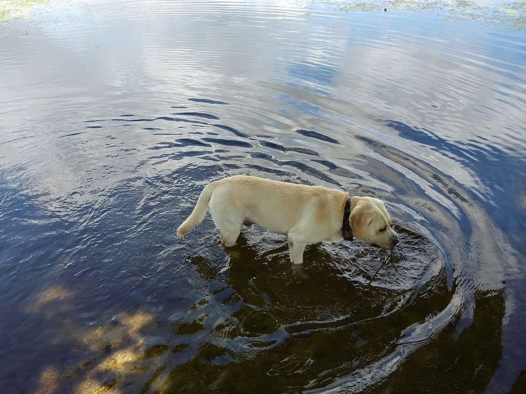 Burrage Pond | Burrage Pond - Lower Reservoir, Halifax, MA 02338, Halifax, MA 02338, USA