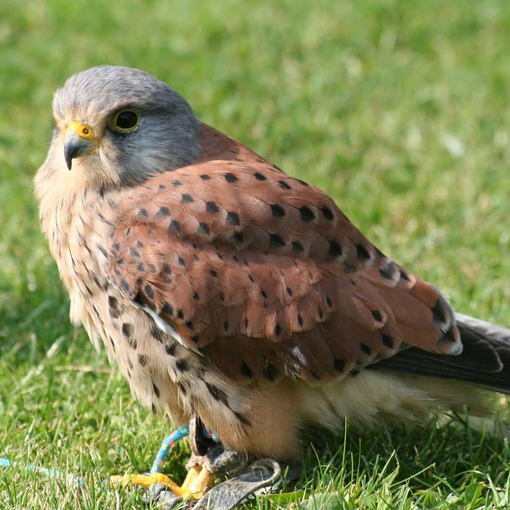 The Raptor Centre | Hobbledown, Horton Ln, Epsom KT19 8PT, UK | Phone: 01892 861175